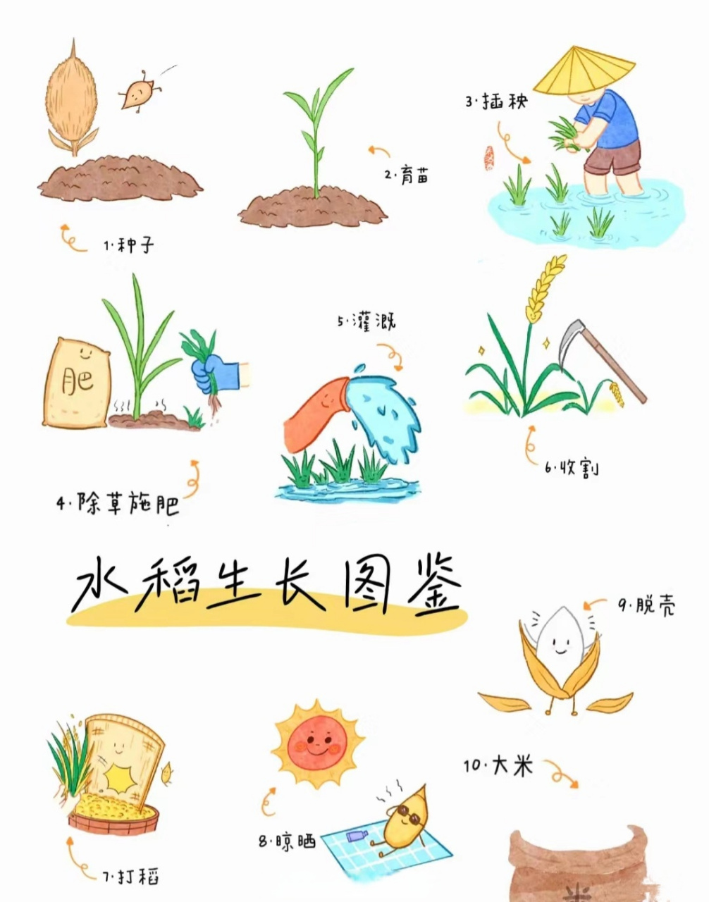 水稻种植过程顺序图片图片