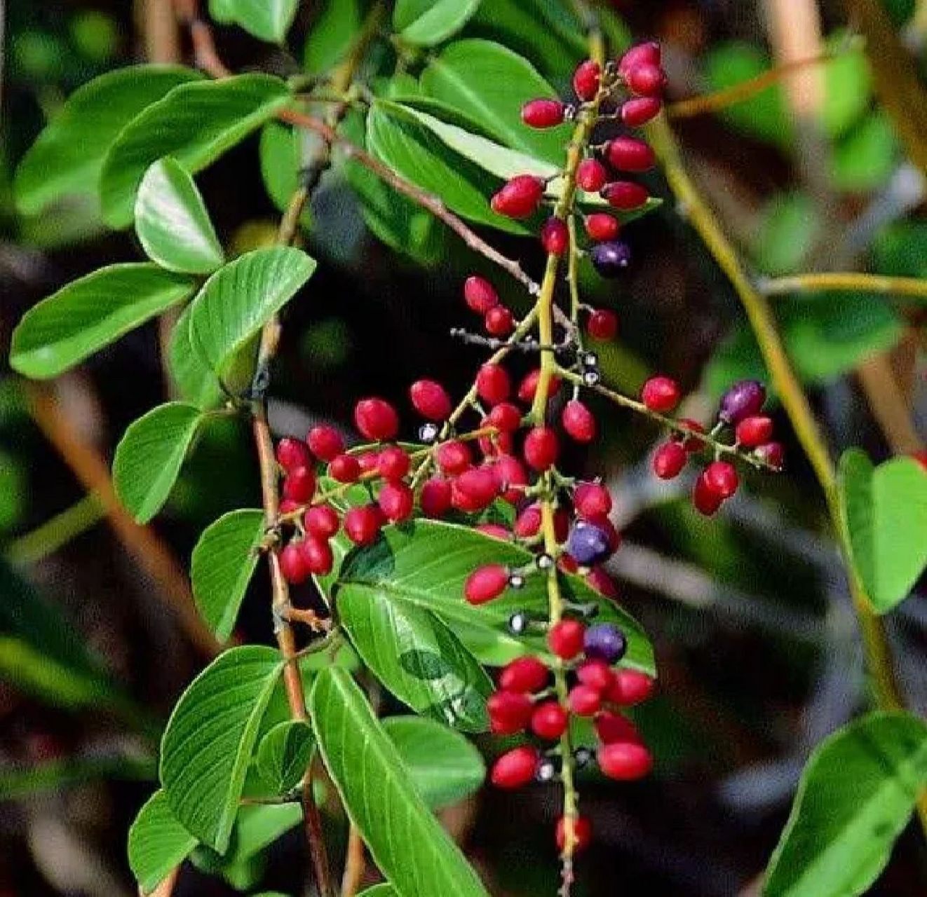 本土原生中草药材(16)铁包金 本土原生中草药材铁包金 味苦,微涩,性平