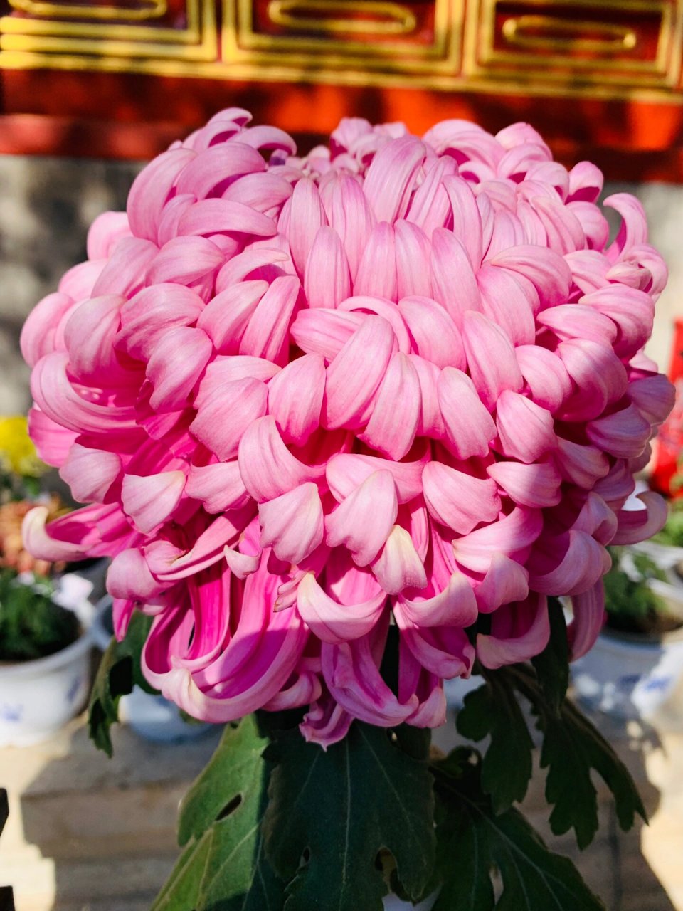 故宫菊花展!各种种类的菊花,每一株都有一个大方儒雅的名字!