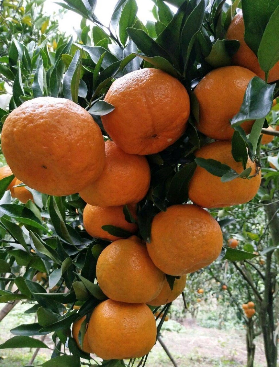 清江椪柑在长阳有近二十年的栽培历史.