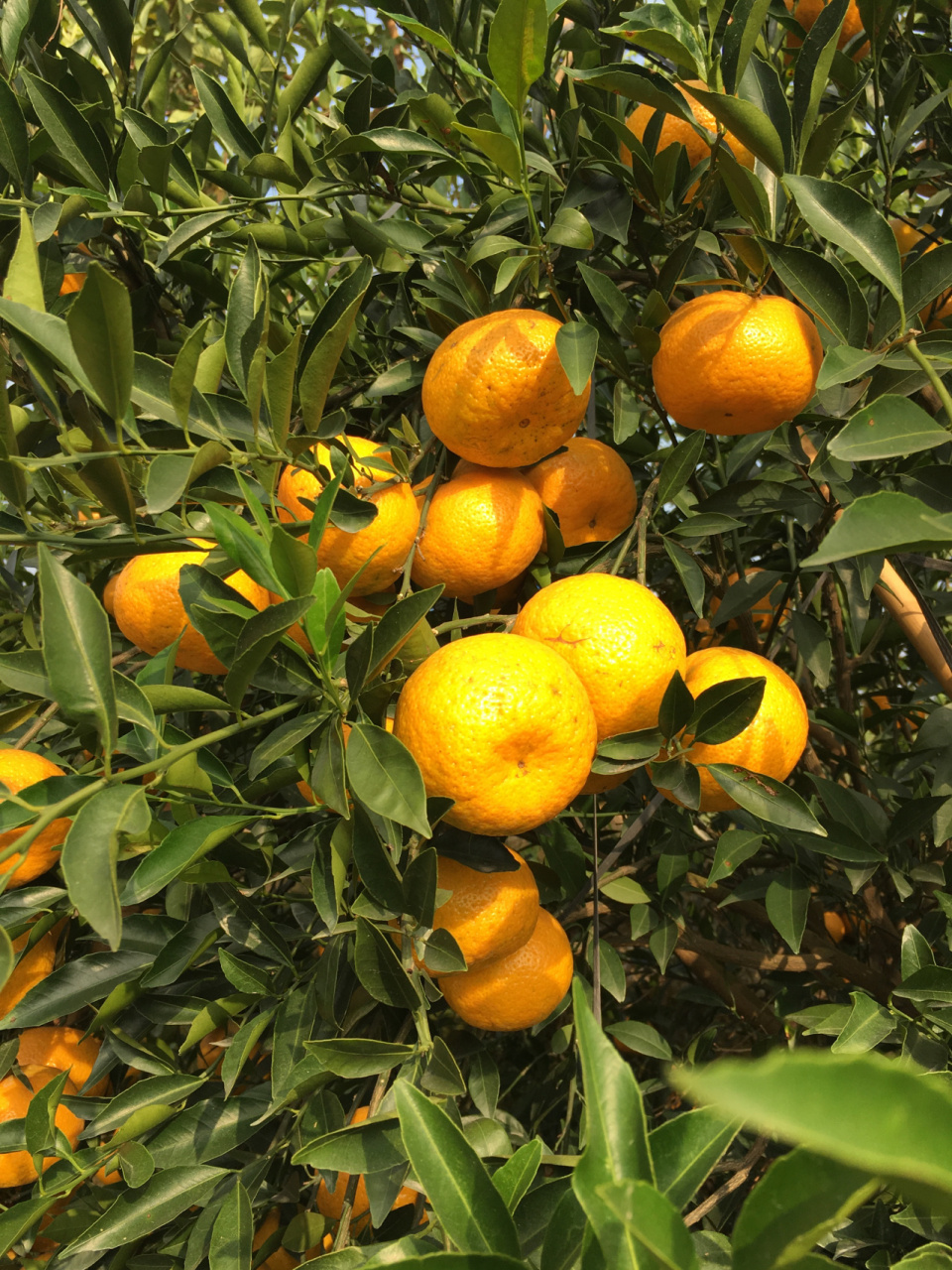 带你了解全身是宝的新会茶枝柑 柑果除了外皮是个宝之外,里面的果肉