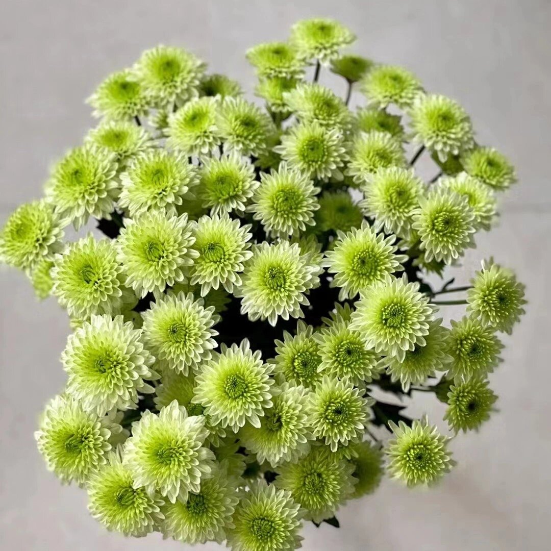 绿可可小菊,也叫布鲁诺绿 小雏菊的花语是"天真,和平,希望,纯洁的美