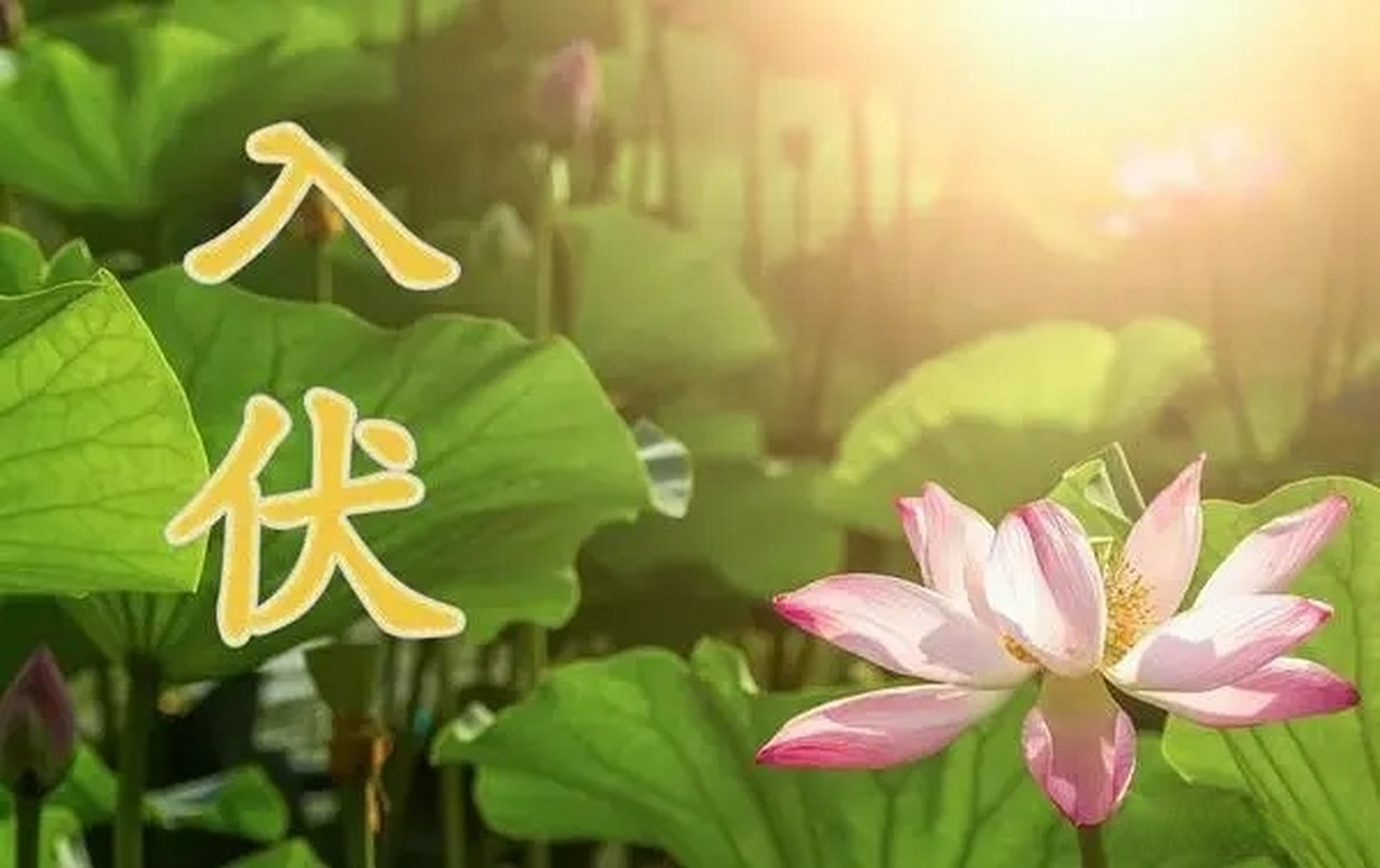 天气预报# 【7月11日,如皋将正式进入……】6月中旬以来,全国多地