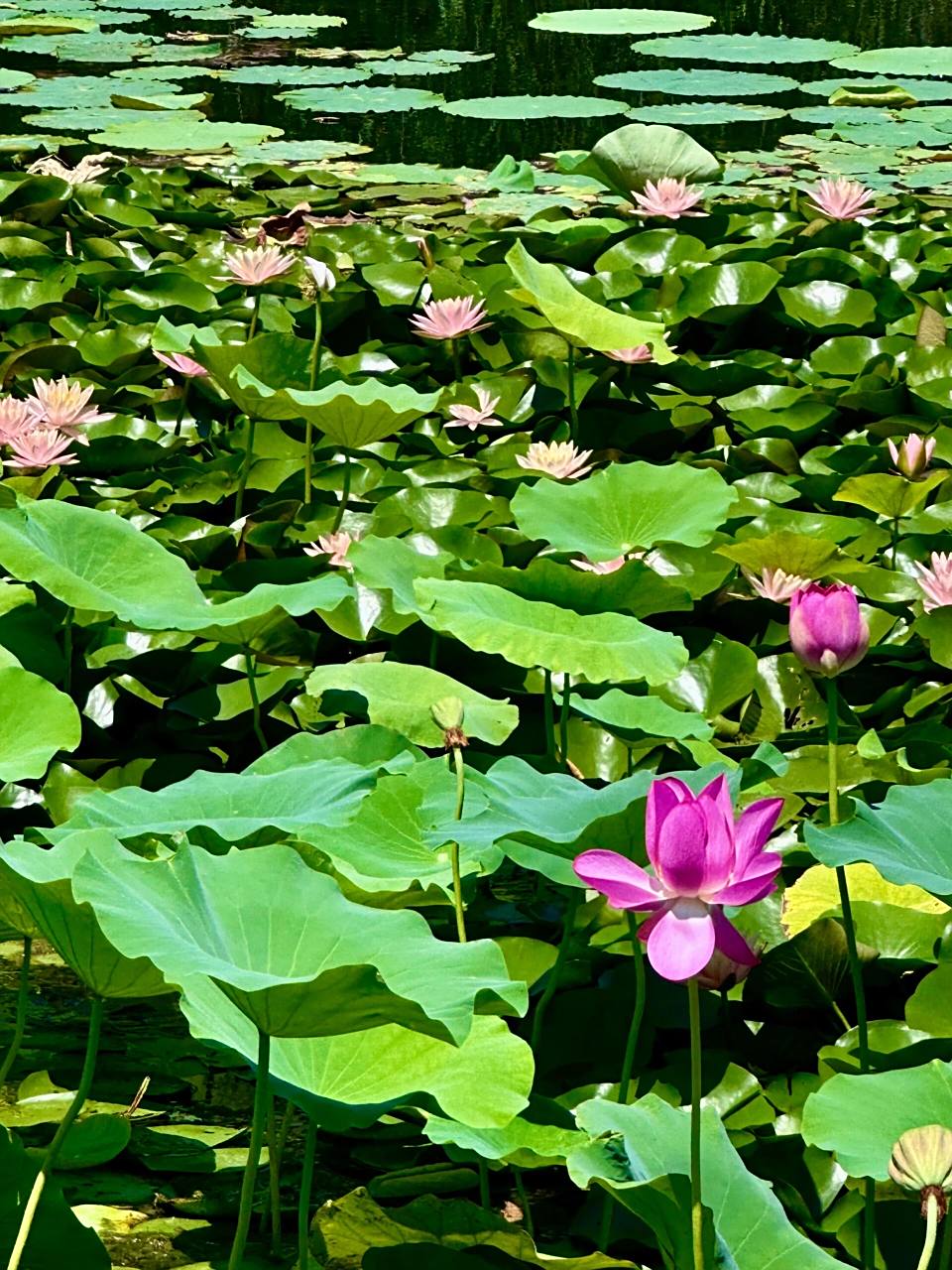 曹县万亩荷塘湿地公园拍到的梦中睡莲,美75 - 途径一片花的盛开 遍