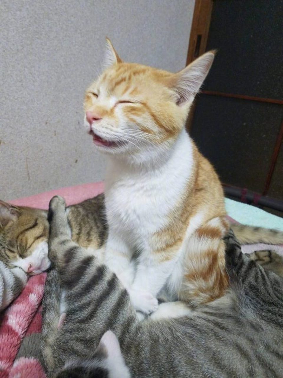 猫咪打哈欠时的表情,忍不住想笑出声.