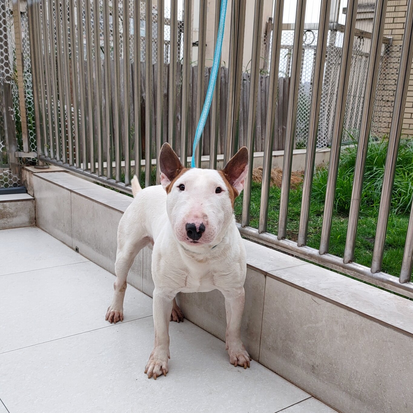 迷你体牛头梗~毒液 毒液上个月满3岁,居然把他的生日忘记了,哈哈哈,补