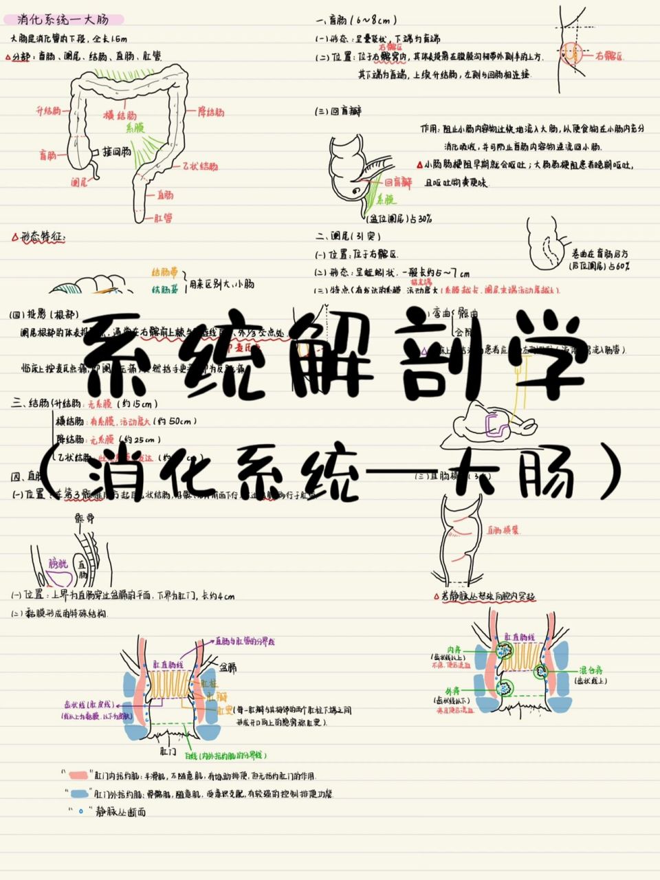 大肠画法图片