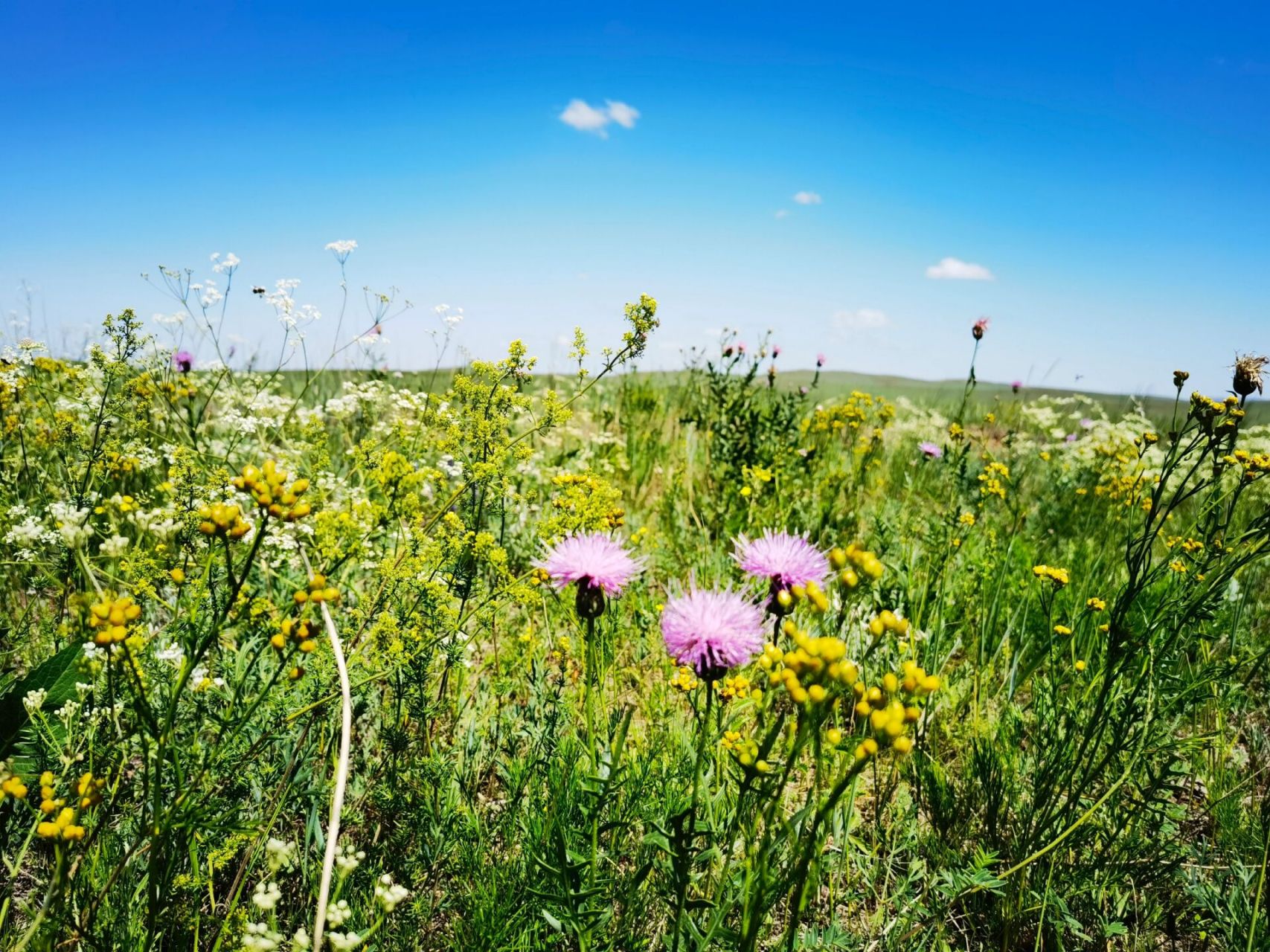 内蒙古锡林郭勒盟 | 太仆寺旗贡宝拉格草原   2023.07.16
