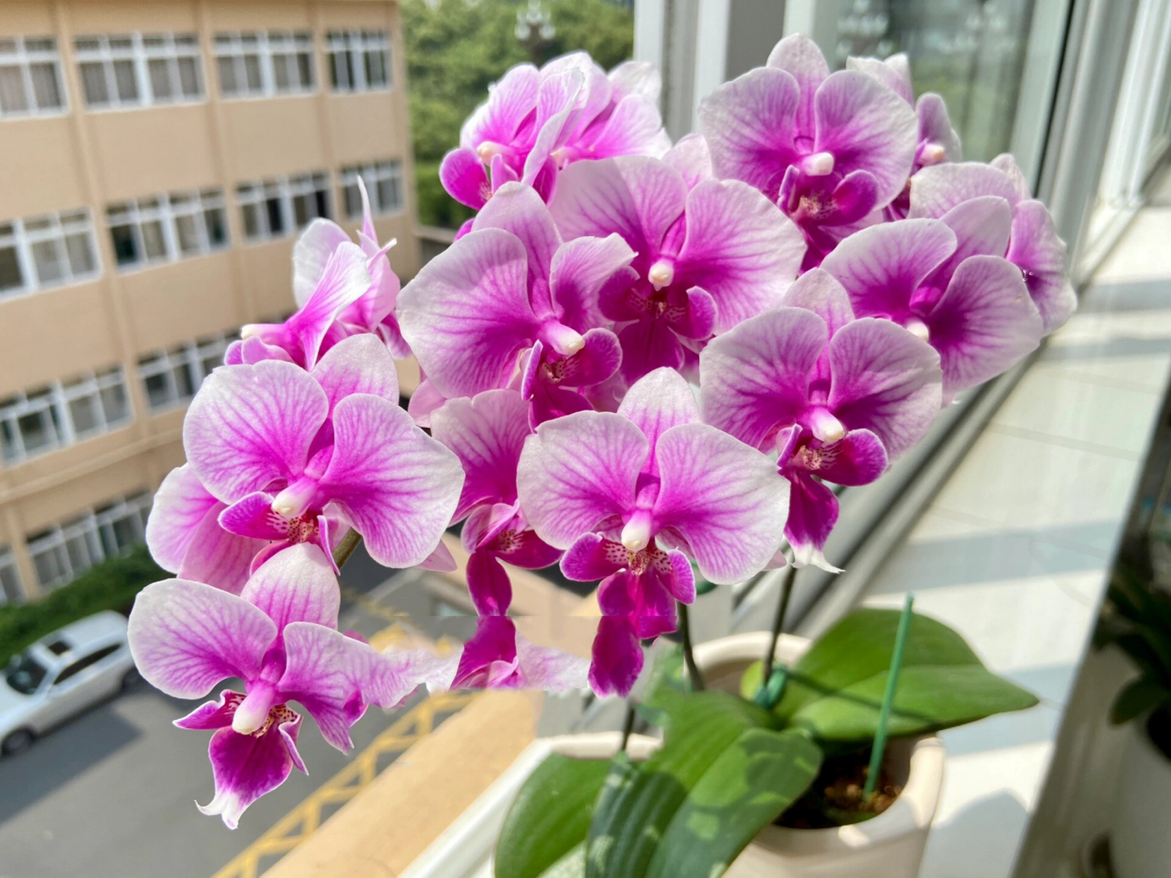 三种形态的可爱多蝴蝶兰 蝴蝶兰的优点除了丰花,花期长,维护频率低以