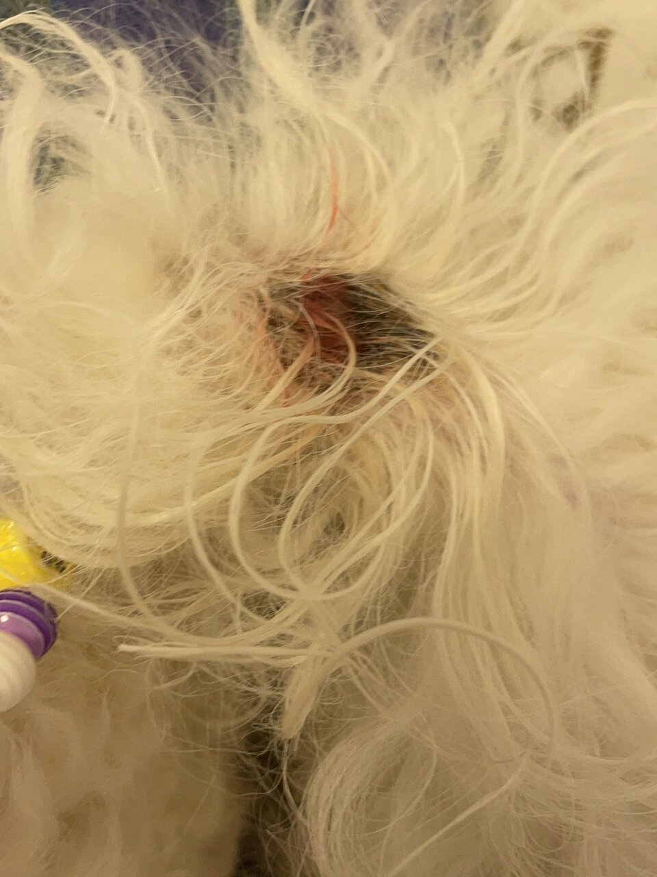 比熊尾巴处皮肤溃烂 感冒十来天,刚好点.