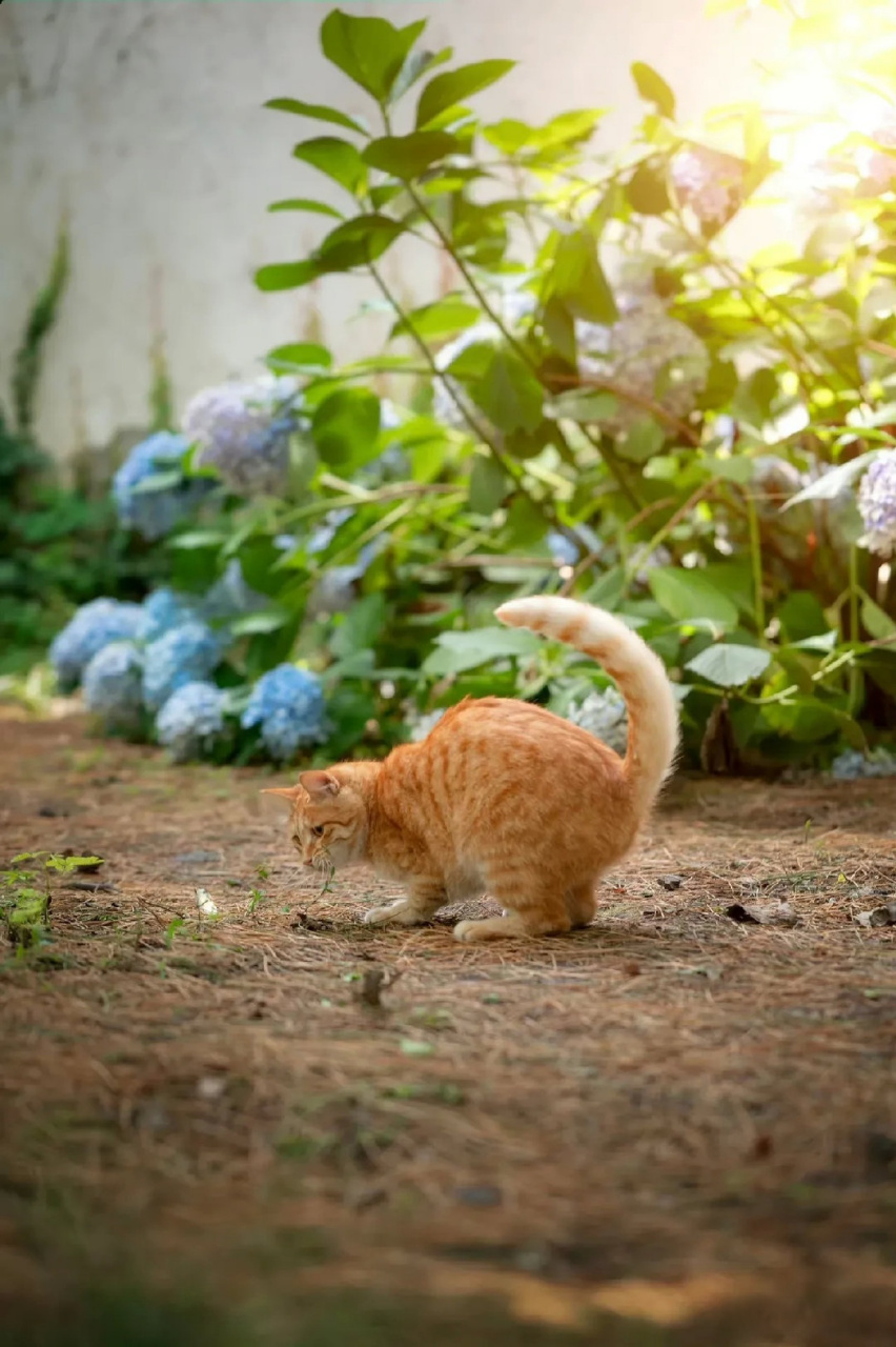 小猫扑蝴蝶!   #萌宠成精记##新手作者专属任务