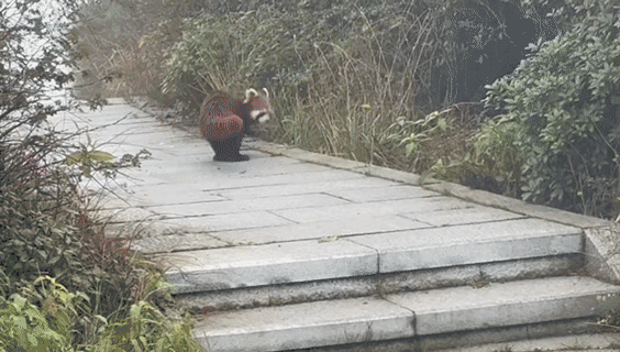 小熊猫一步一蹦太可爱了9月8日上午11