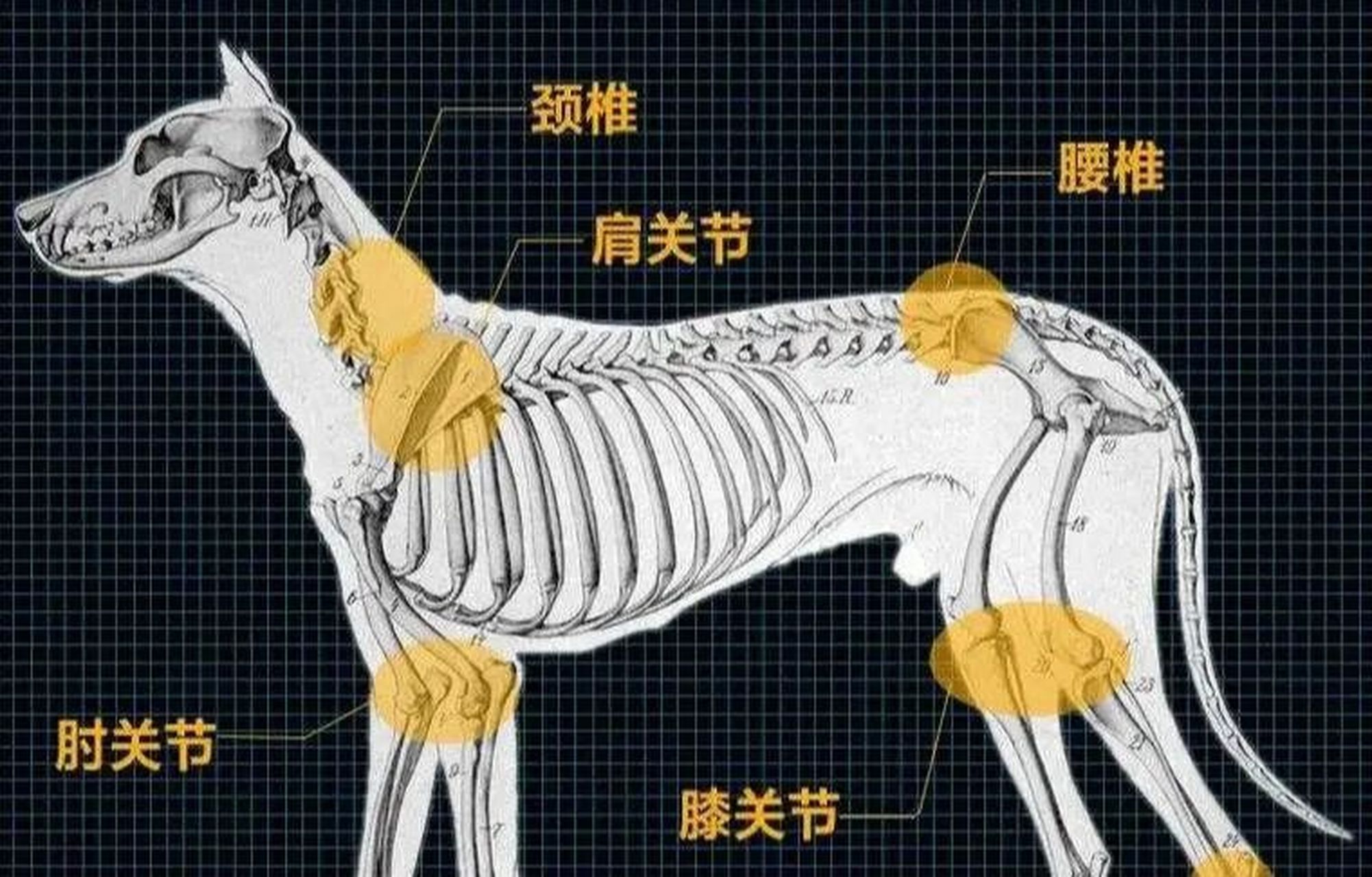 狗狗关节炎并非只存在于老年犬 中,像先天关节发育不良和风湿性关节炎