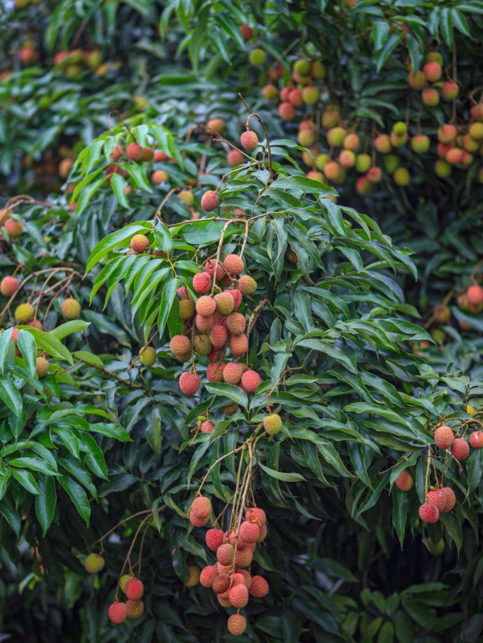 7,8月为最佳采摘期 泸州美酒醉古今,合江荔枝红天下 我不允许你还不