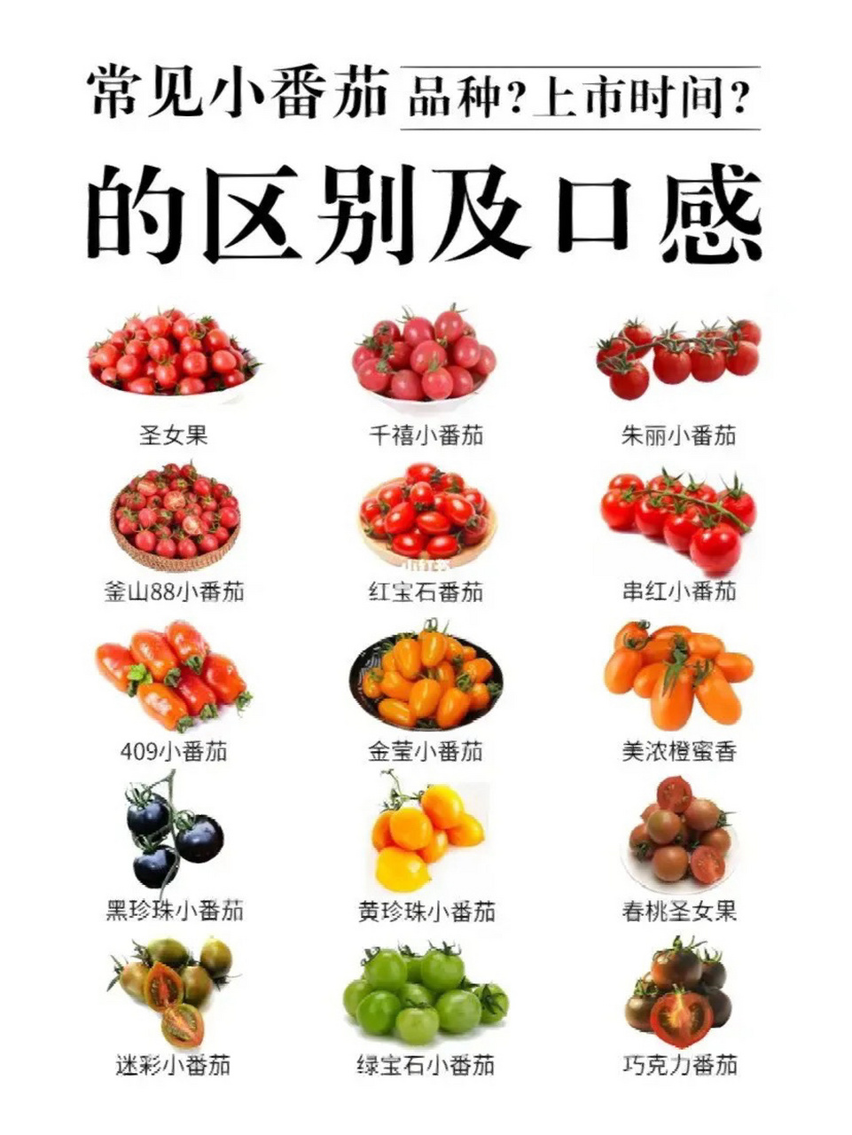 【番茄科普】常见小番茄97区别及口感  小番茄97品种区别及口感