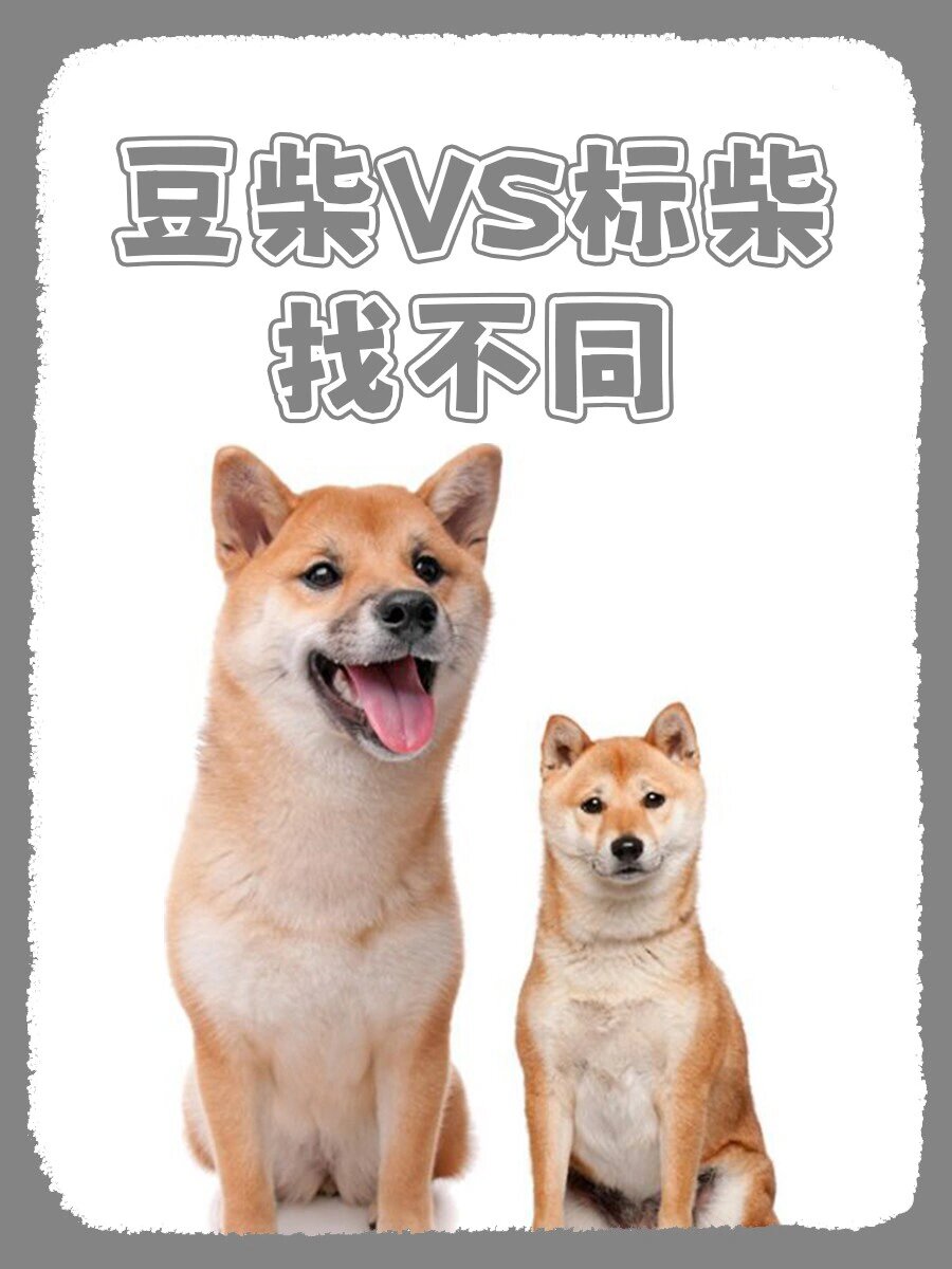 体型:豆柴犬的体型明显小于柴犬的体型,通常豆柴犬的肩高为柴犬档 