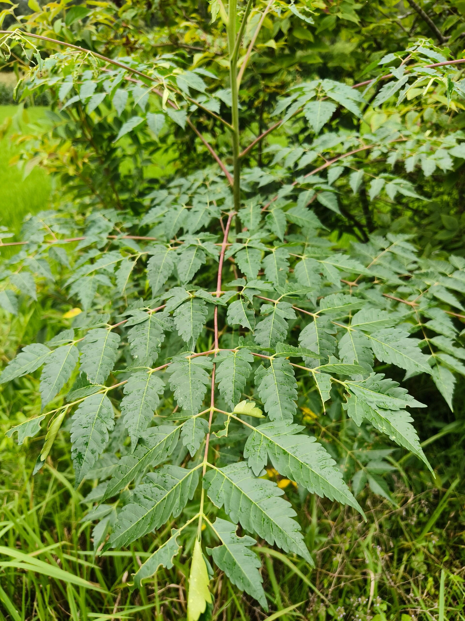 每日识一株中药原植物9799川楝day20 形态 乔木