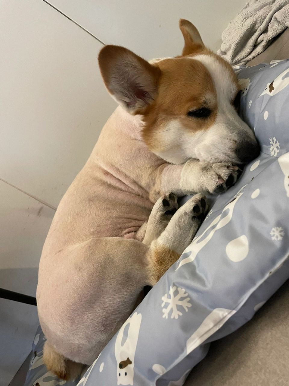 柯基宠物剃毛后的变化 最近把狗子毛剃了 初衷是因皮肤病 但越来越