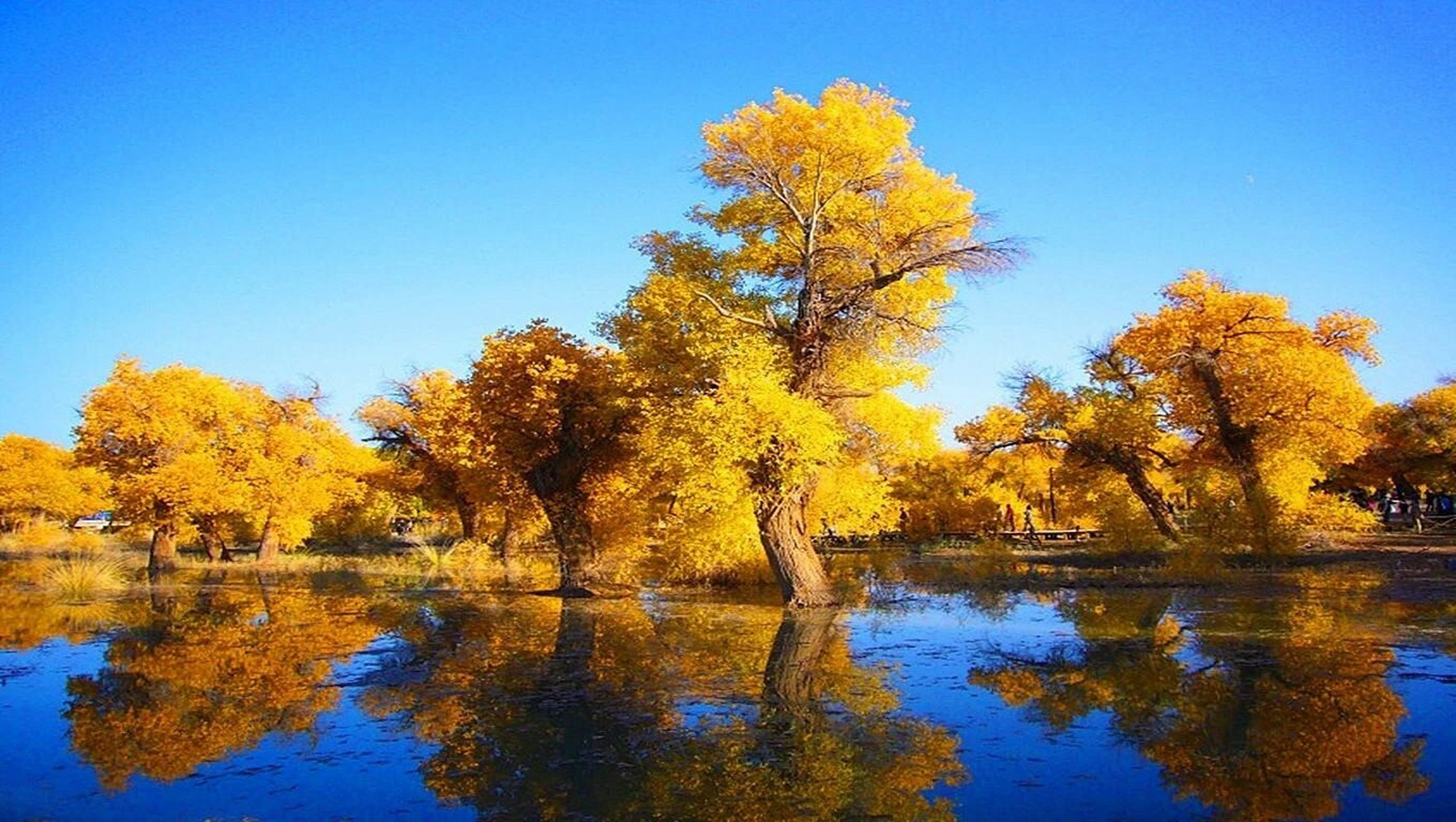 新疆旅游攻略(45)新疆十大胡杨林 1,塔里木河胡杨林 胡杨是第三纪残余