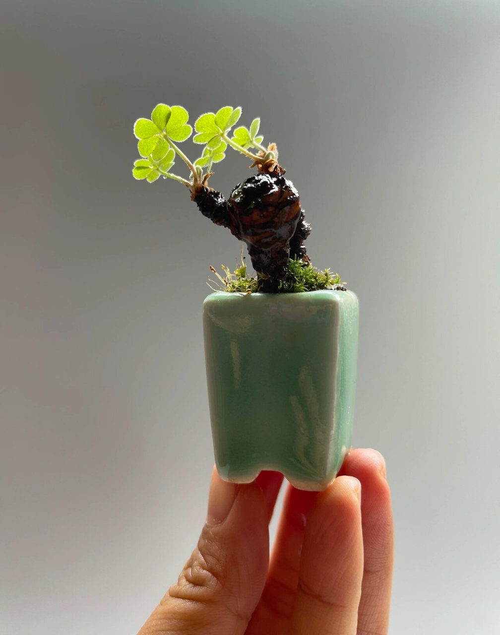 自制之间微盆景老桩幸运草三叶草 把玩于指尖的生命力