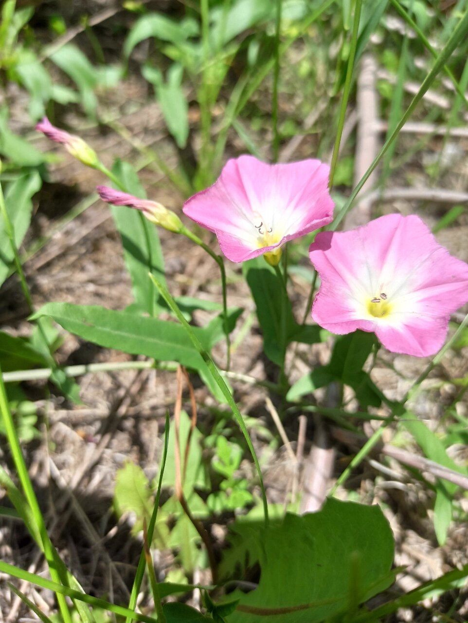 别名:小旋花丶中国旋花,野牵牛等 花语:恩赐 田旋花长得象小粉牵牛花