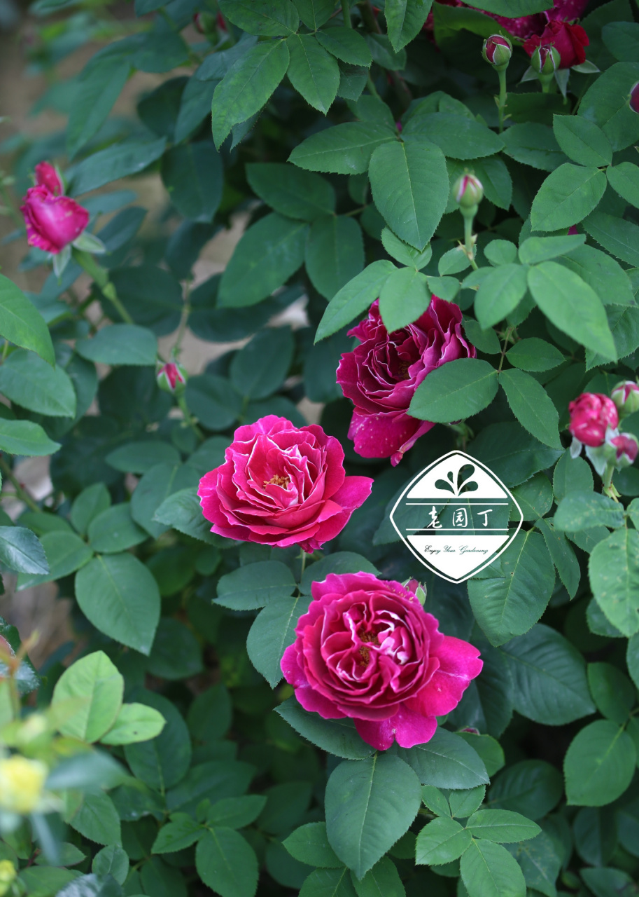 藤本月季品种2661576615:紫袍玉带 紫袍玉