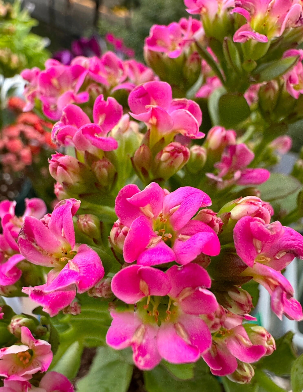 长寿花 单瓣 小淘气 9595非常漂亮的桃粉色系,花心是嫩绿色的,和