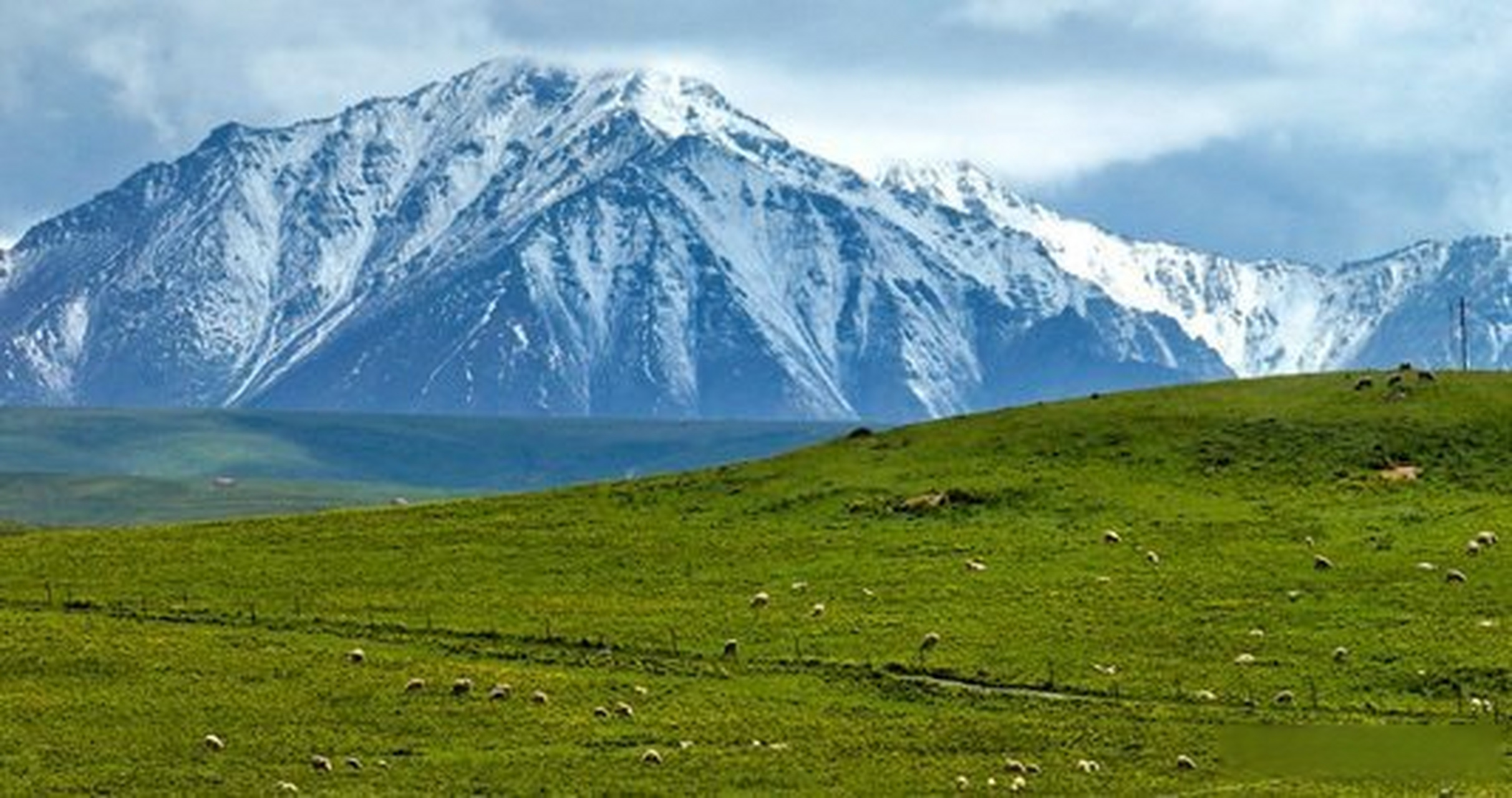 甘肃省张掖市肃南县:盛夏祁连山国家公园的"自然色" #大美中国