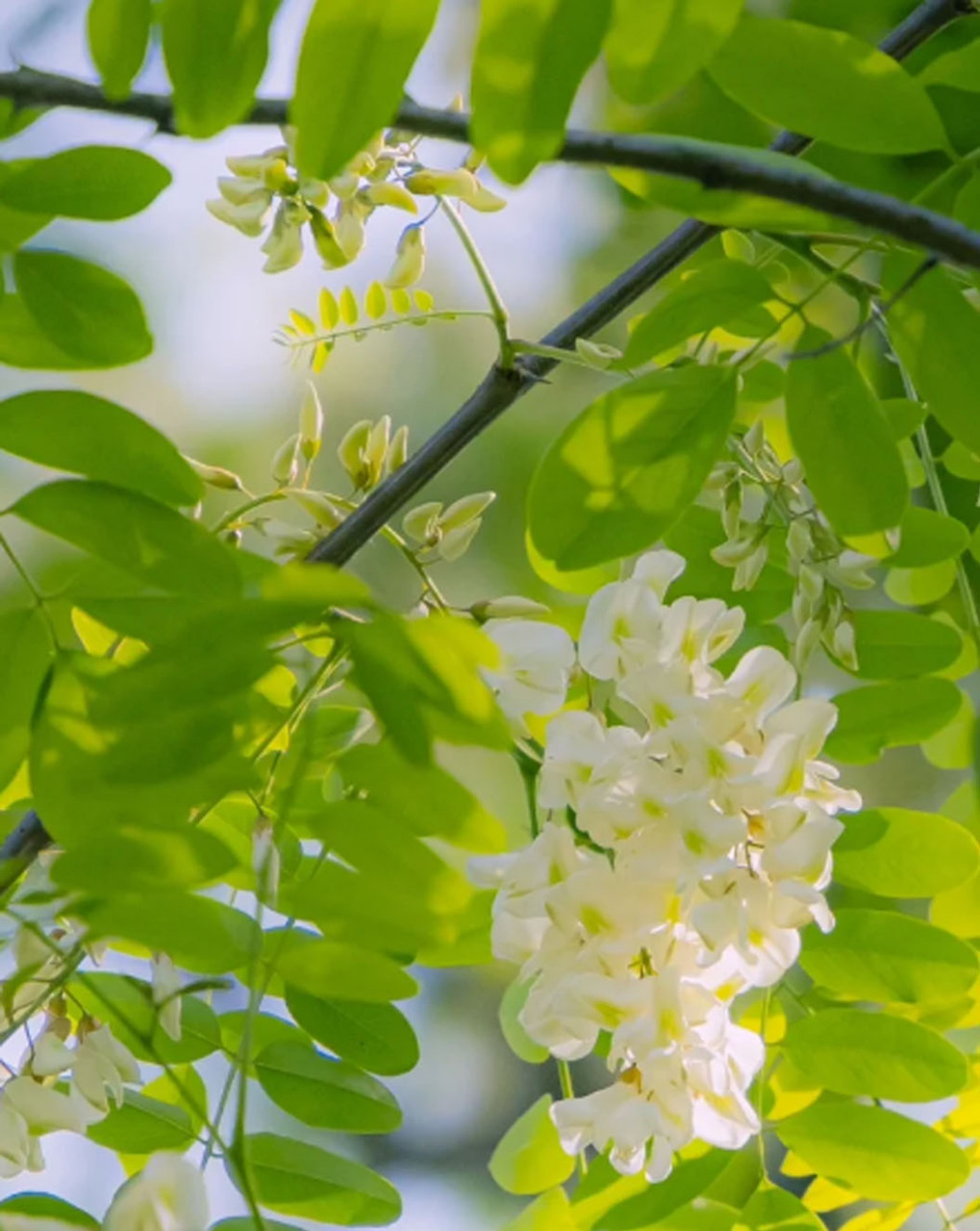 槐花的照片图片