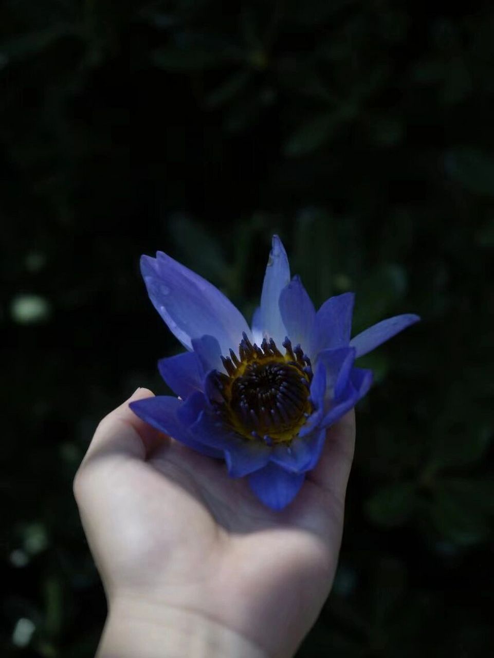 蓝莲花纯露.植物纯露里的补水霸王花 纯露届的保湿抗把子.