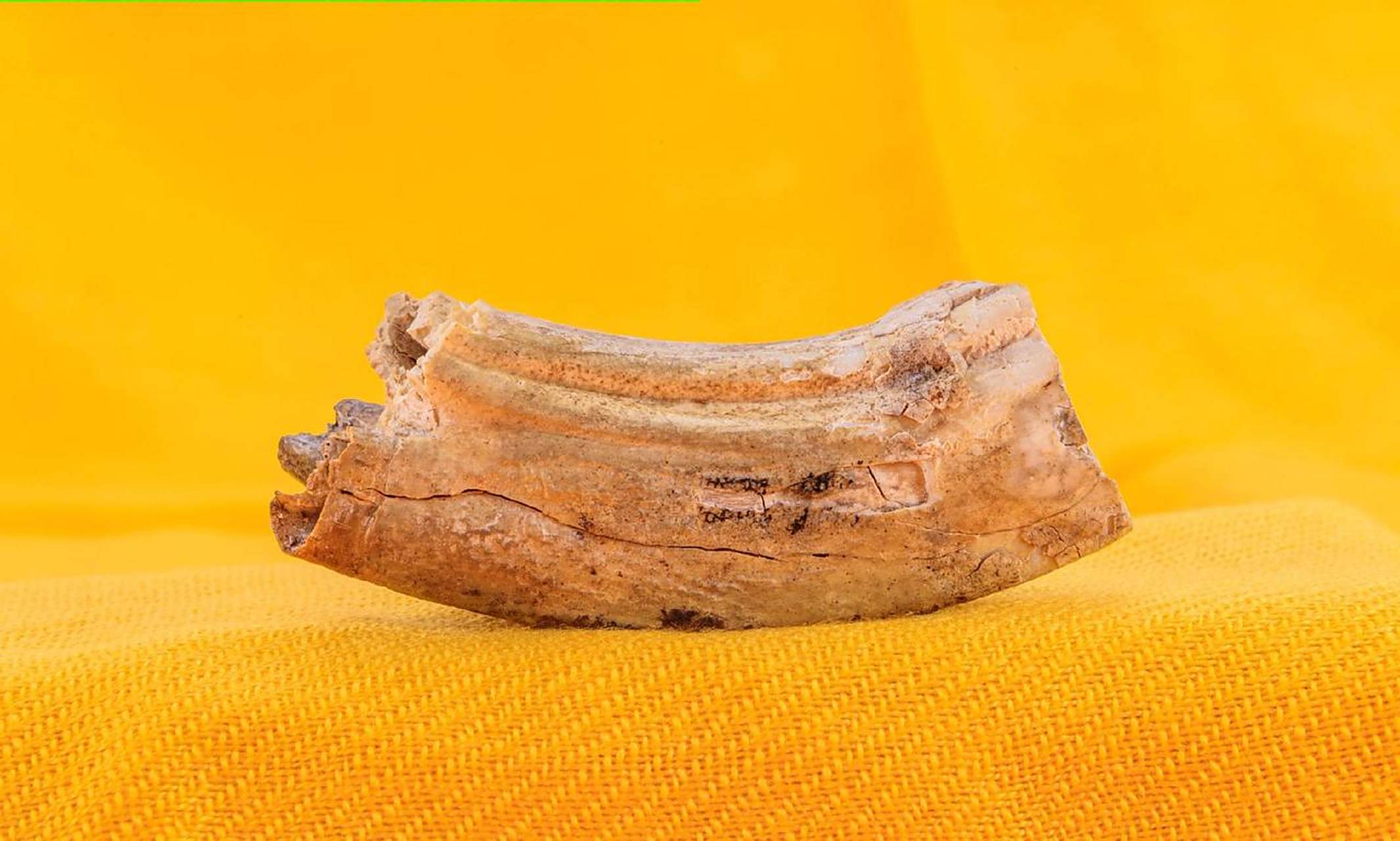 看看这颗佛牙,跟你见到的有没有区别 汶上 汶上佛牙  佛牙 汶上博物馆