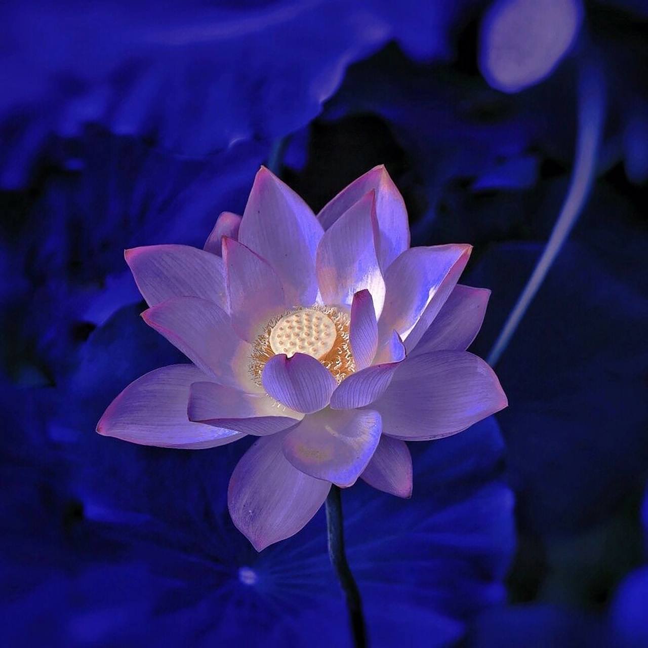 谁能拒绝这样清新脱俗的荷花头像呢 这也太太太好看了叭,瞬间拿捏七