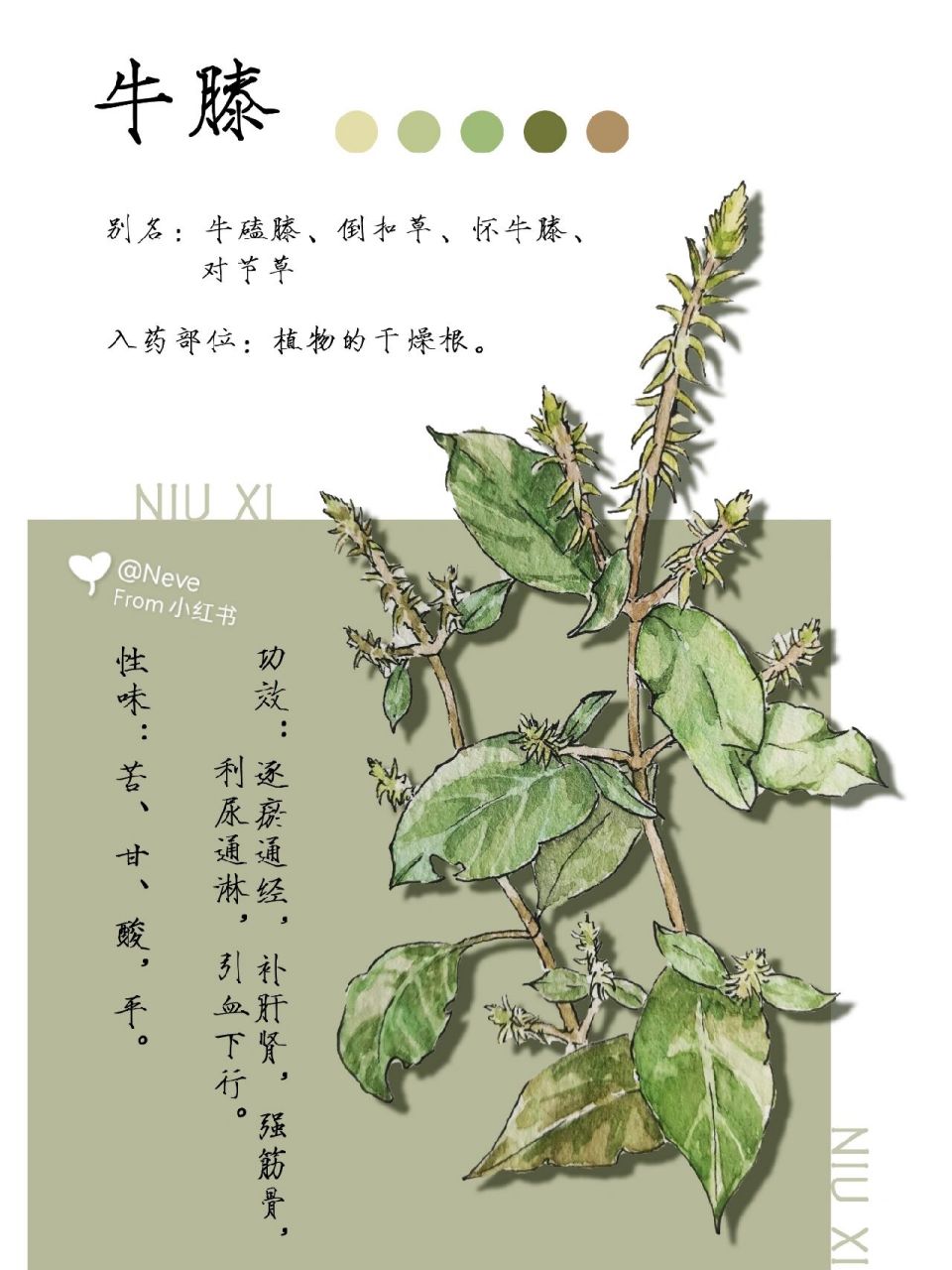 怀牛膝简笔画图片