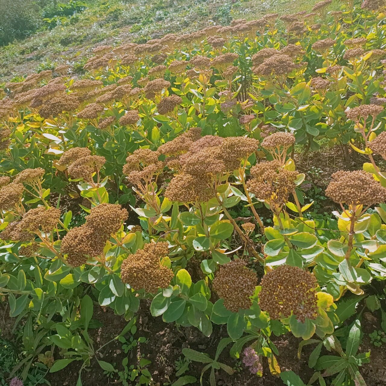 百草集-八宝景天  八宝景天(学名:hylotelephium erythrostictum (miq