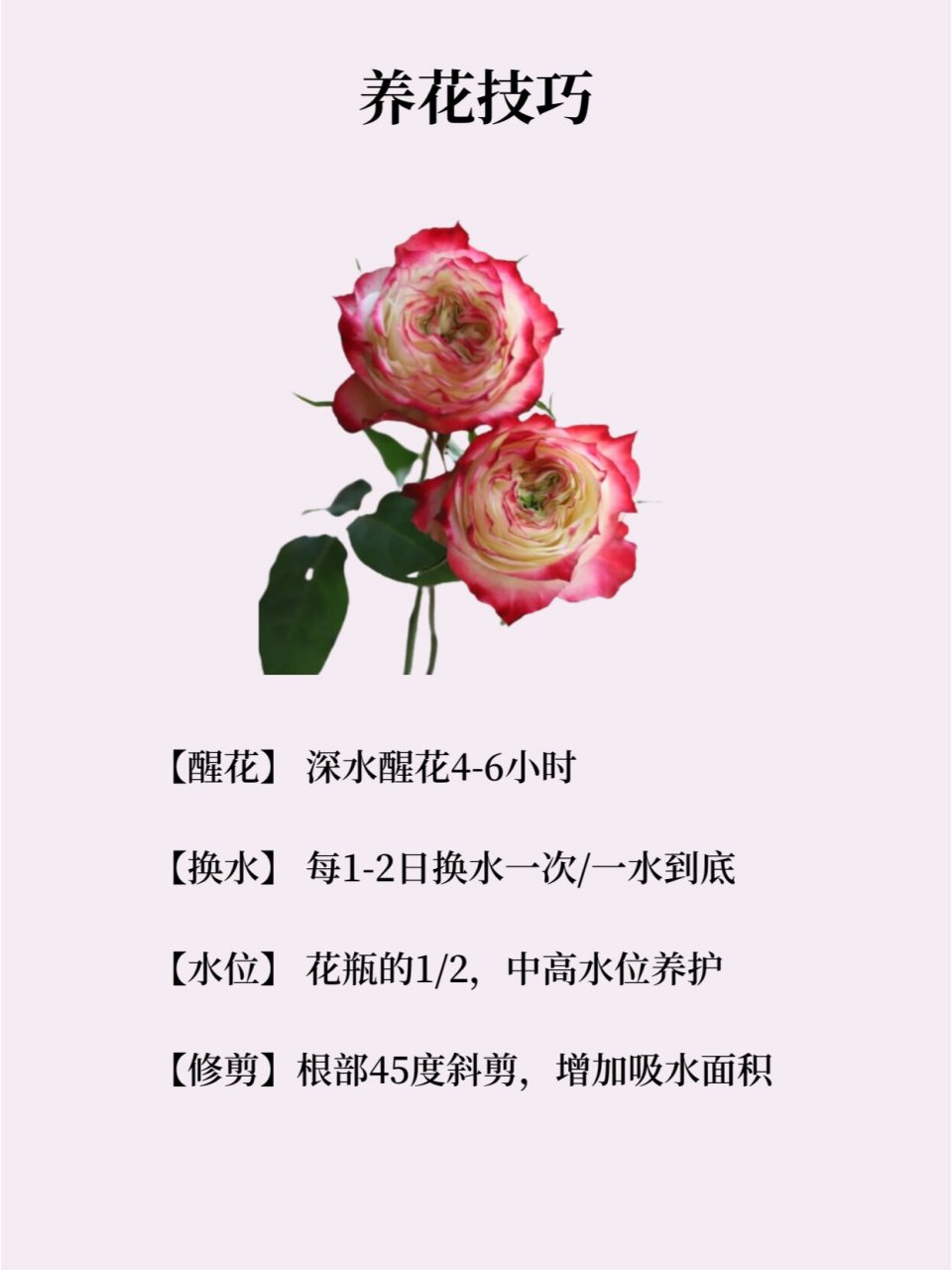 苹果杰克花语图片