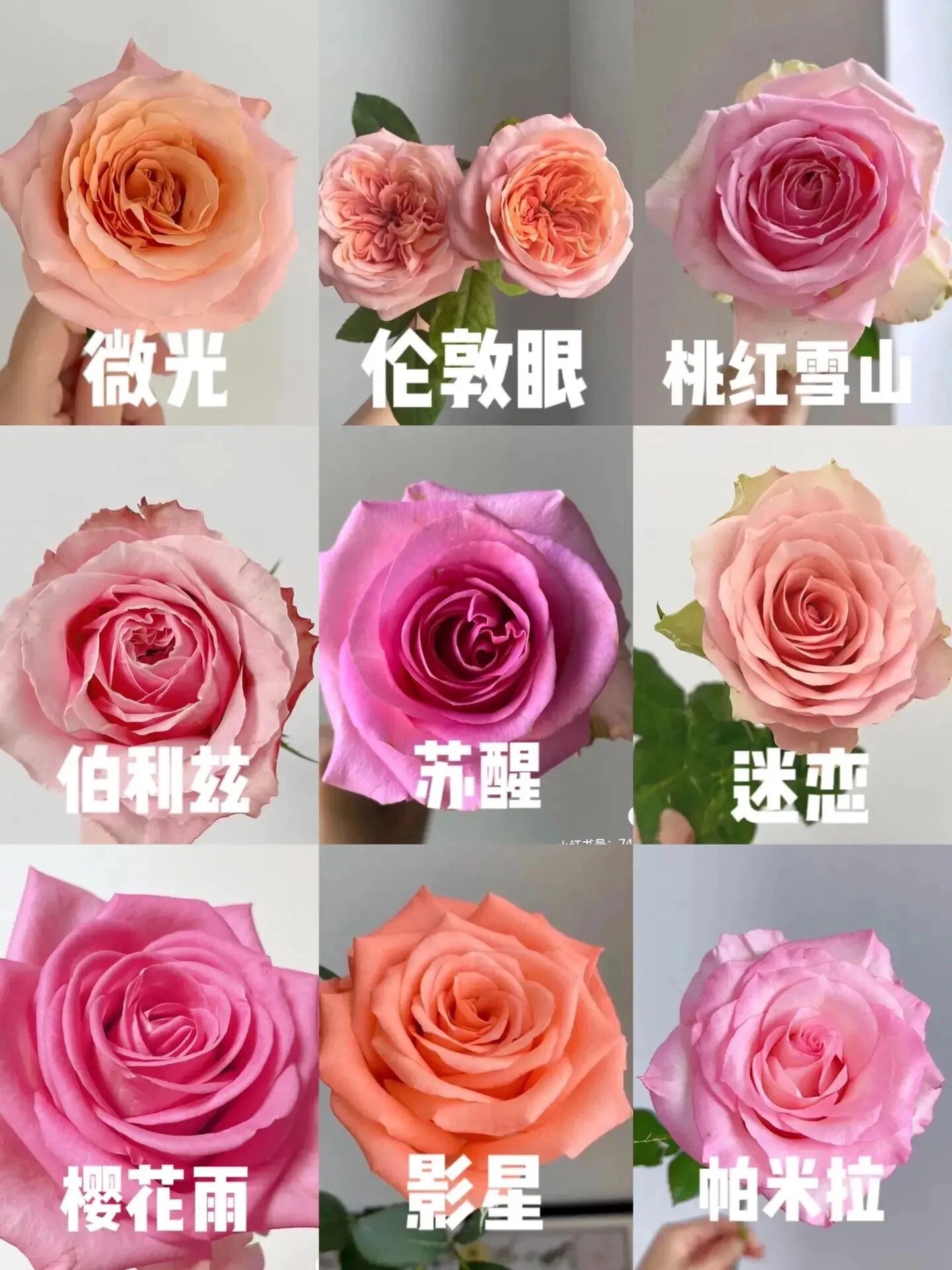 粉色月季品种图鉴 一次性认识36种粉色月季.