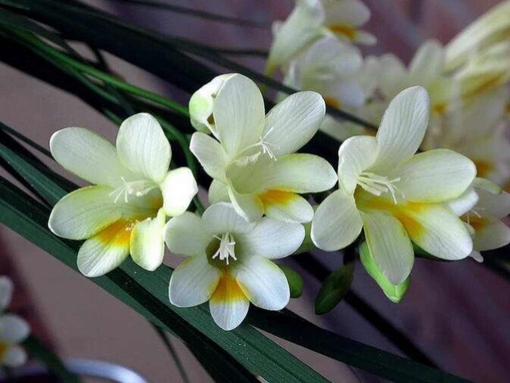 每日一花| 香雪兰 香雪兰:百合目,鸢尾科,香雪兰属多年生球根草本花卉