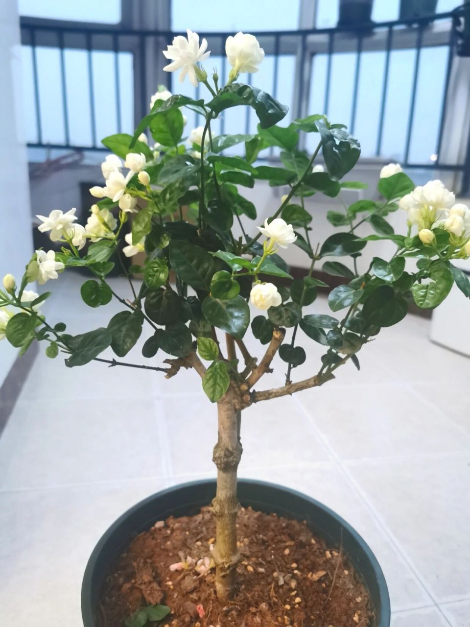 老桩茉莉花爆盆,太爱啦!