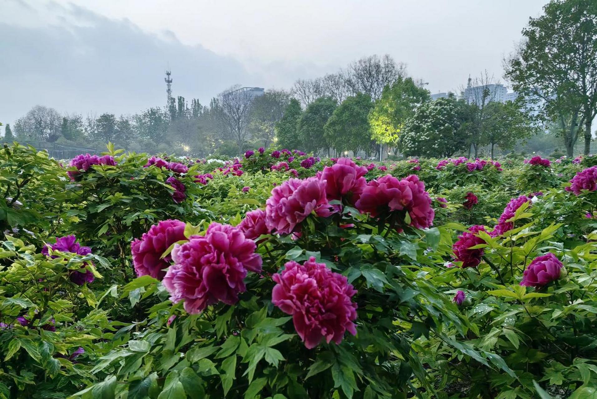 分享一下拍的花朵牡丹冠群芳.