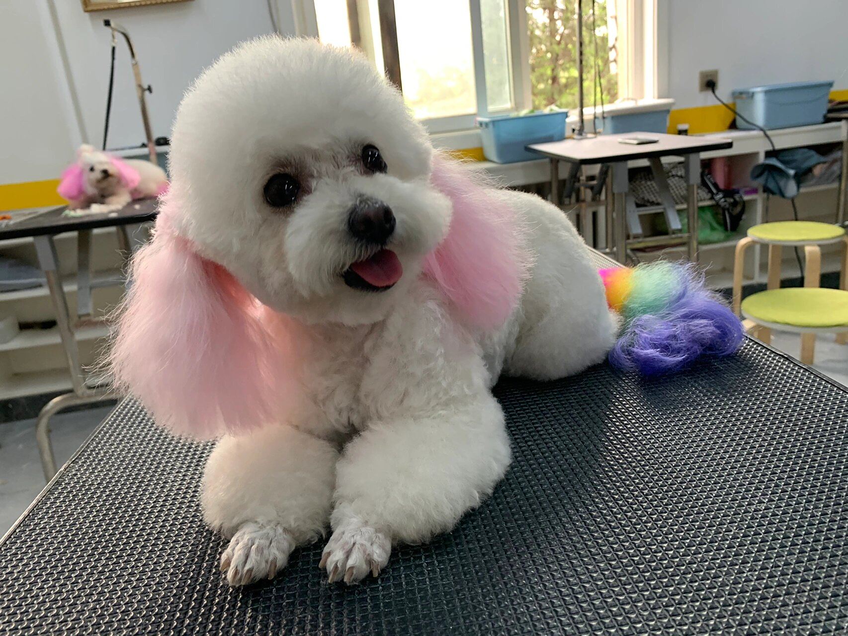 比熊-染色 夏日小可爱,樱花粉耳朵和七彩尾巴的小姑娘9799