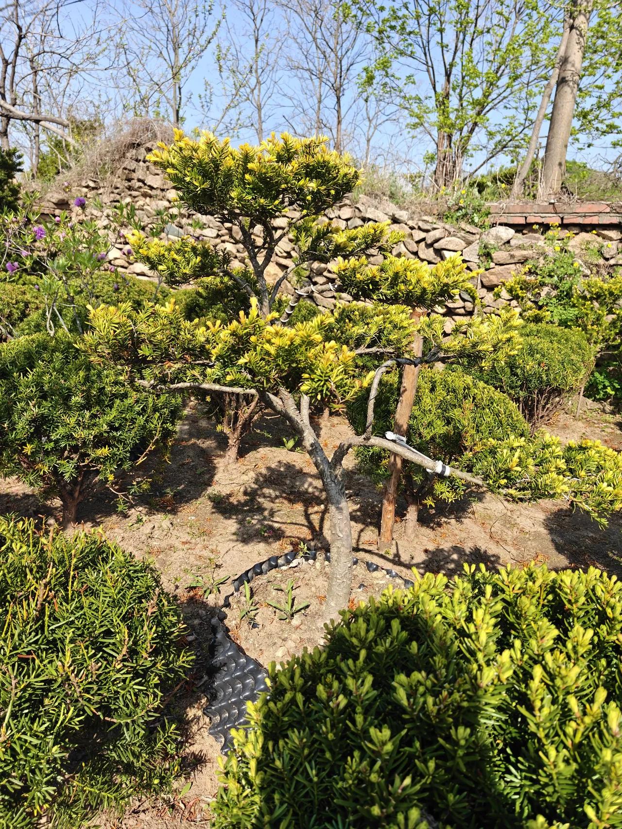 分享绿色植物盆景红豆杉,是第四纪冰川遗留的古老珍稀濒危植物,被誉为