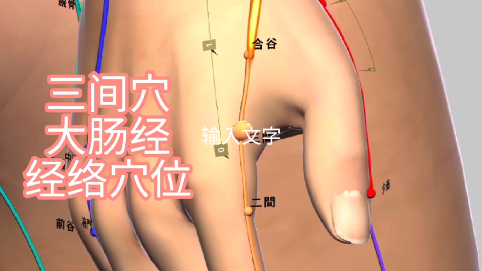 三间穴大肠经经络穴位