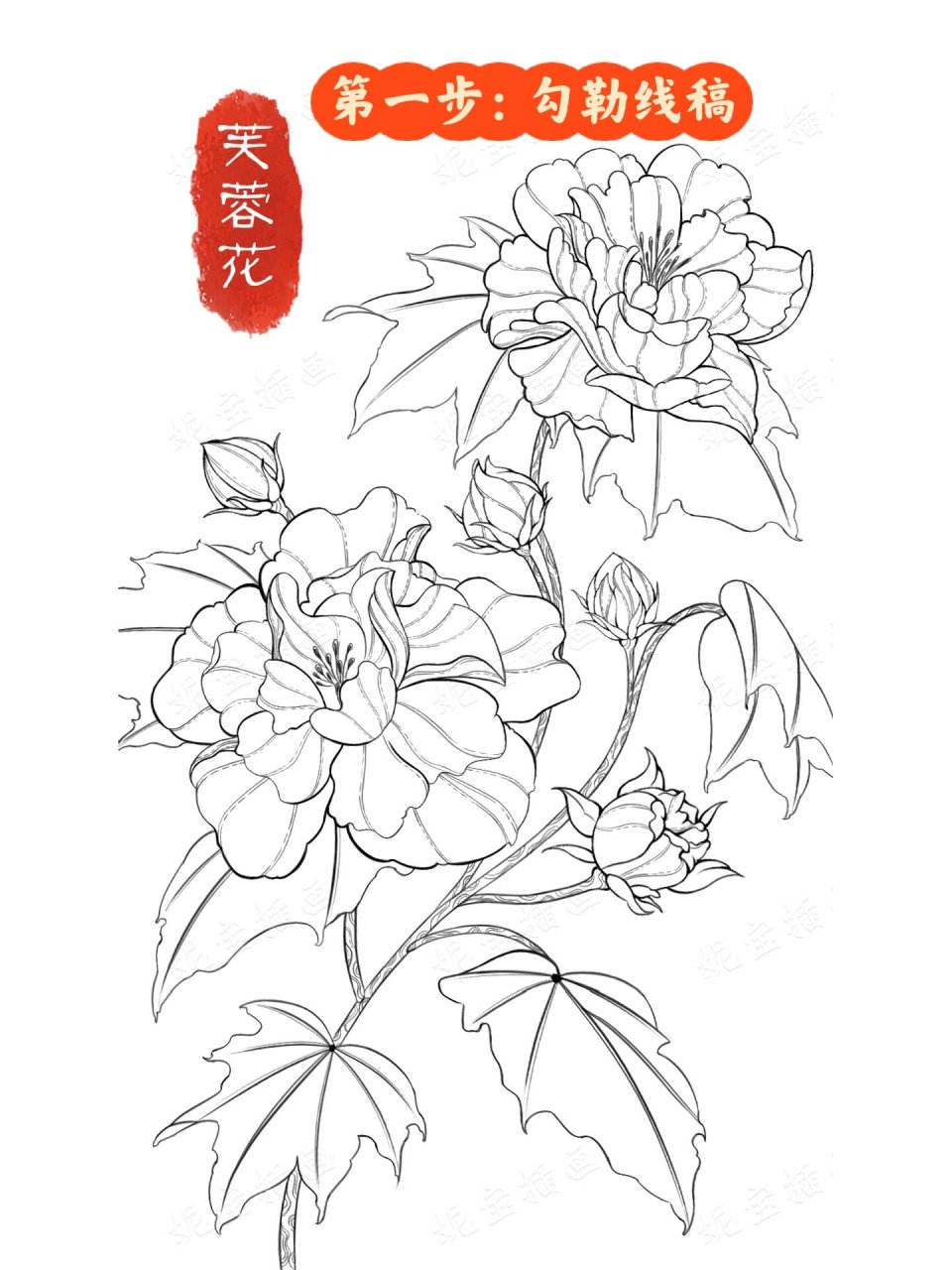 芙蓉花上色-步骤拆解 国风芙蓉花上色技法来啦,喜欢的小伙伴们一起练