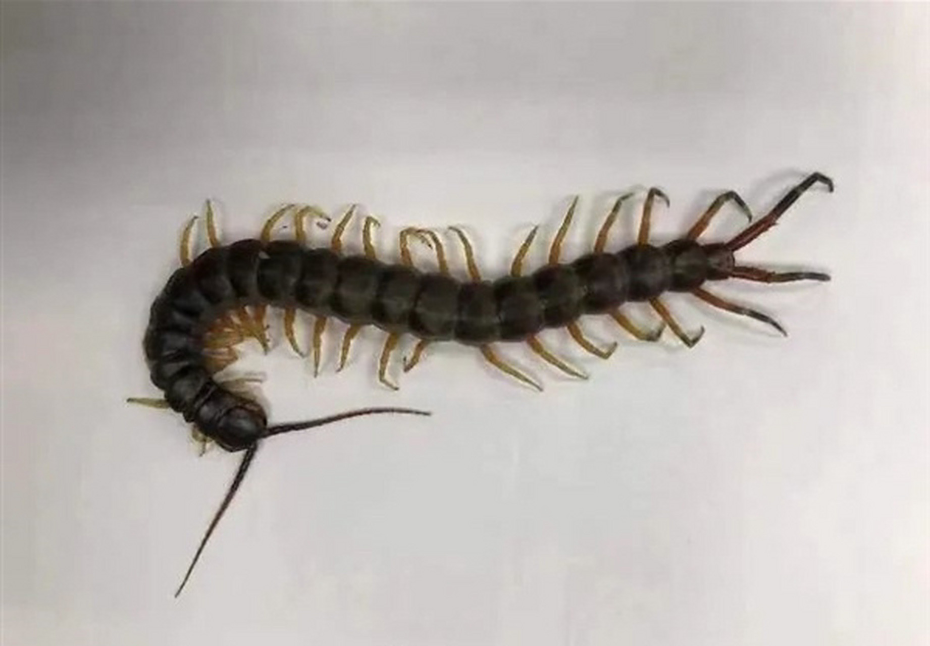 深圳邮局海关查获23只外来活体毒蜈蚣!