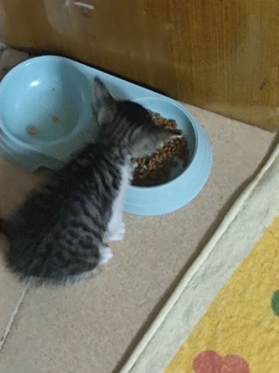 被一个多月幼猫咬出血了 今天给猫猫喂粮,被他咬了流了点血.