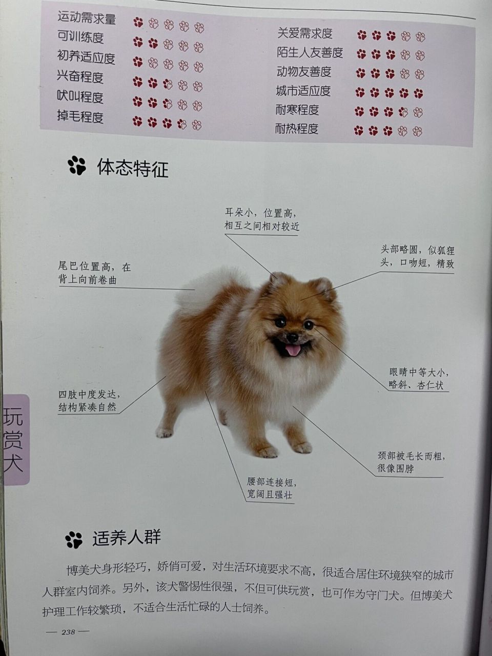 哈多利博美犬多少钱图片