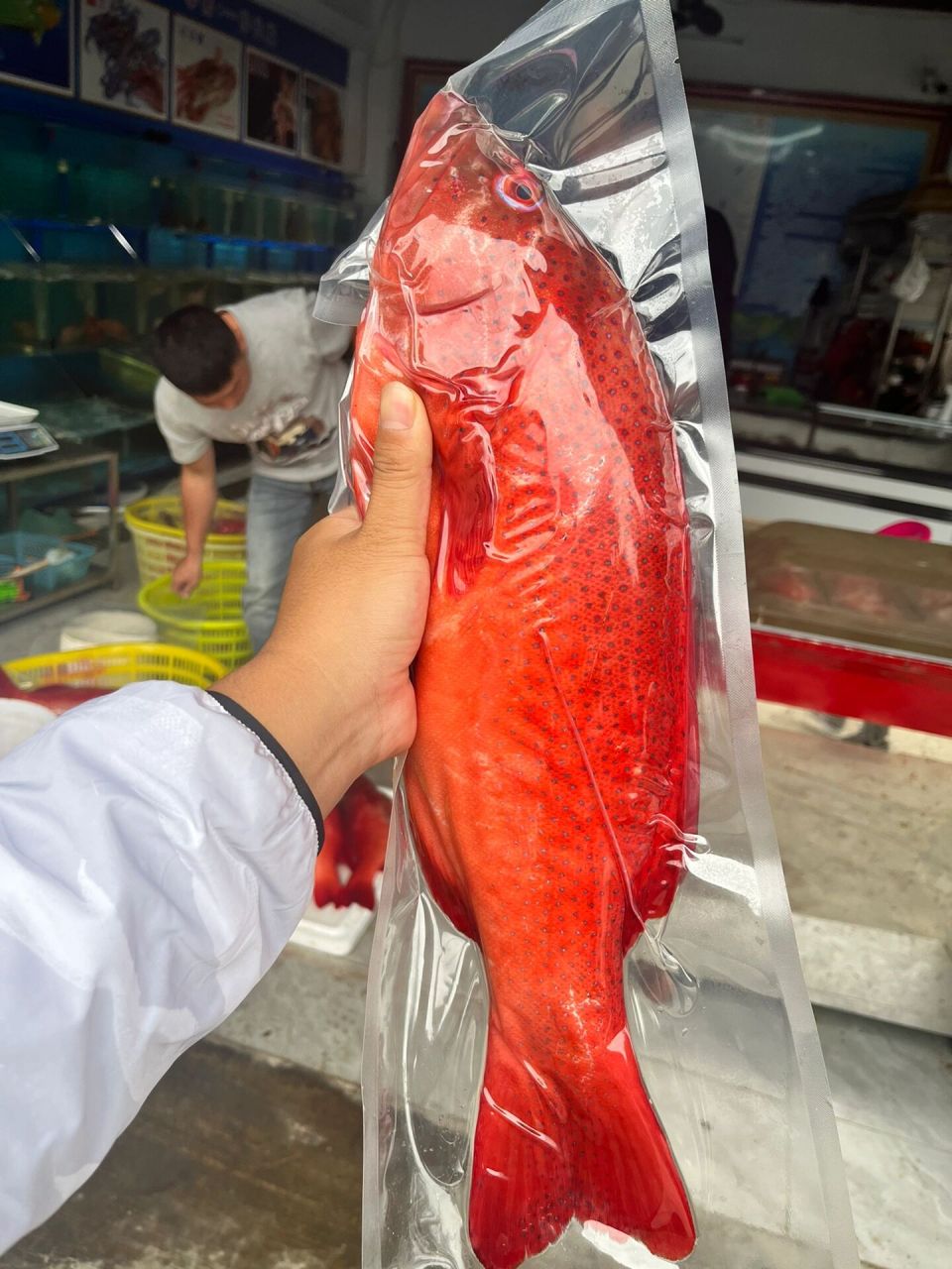 野生东星斑 西沙群岛野生东星斑