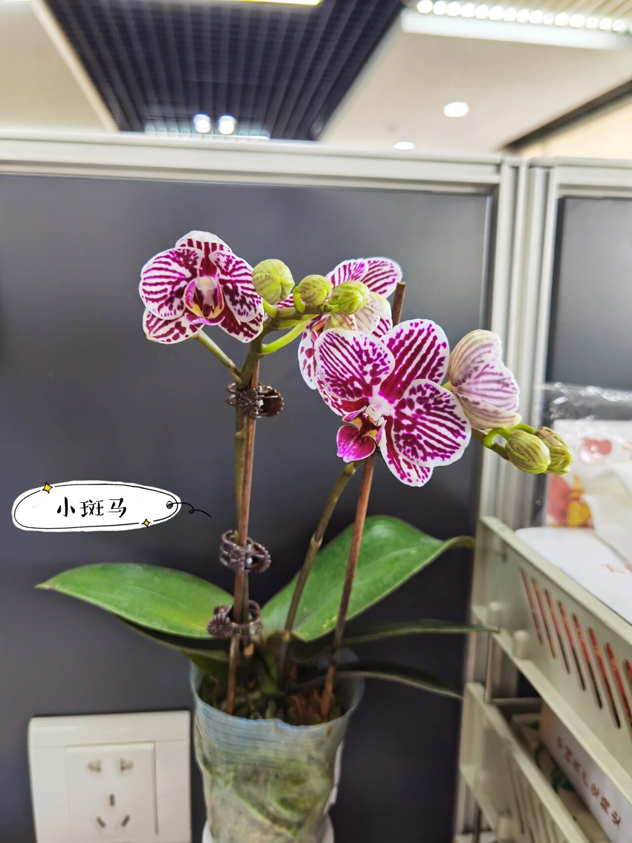 我美丽的蝴蝶兰 图1:招财猫,大辣椒,绿如意,小草莓,三色鸟(北京安海