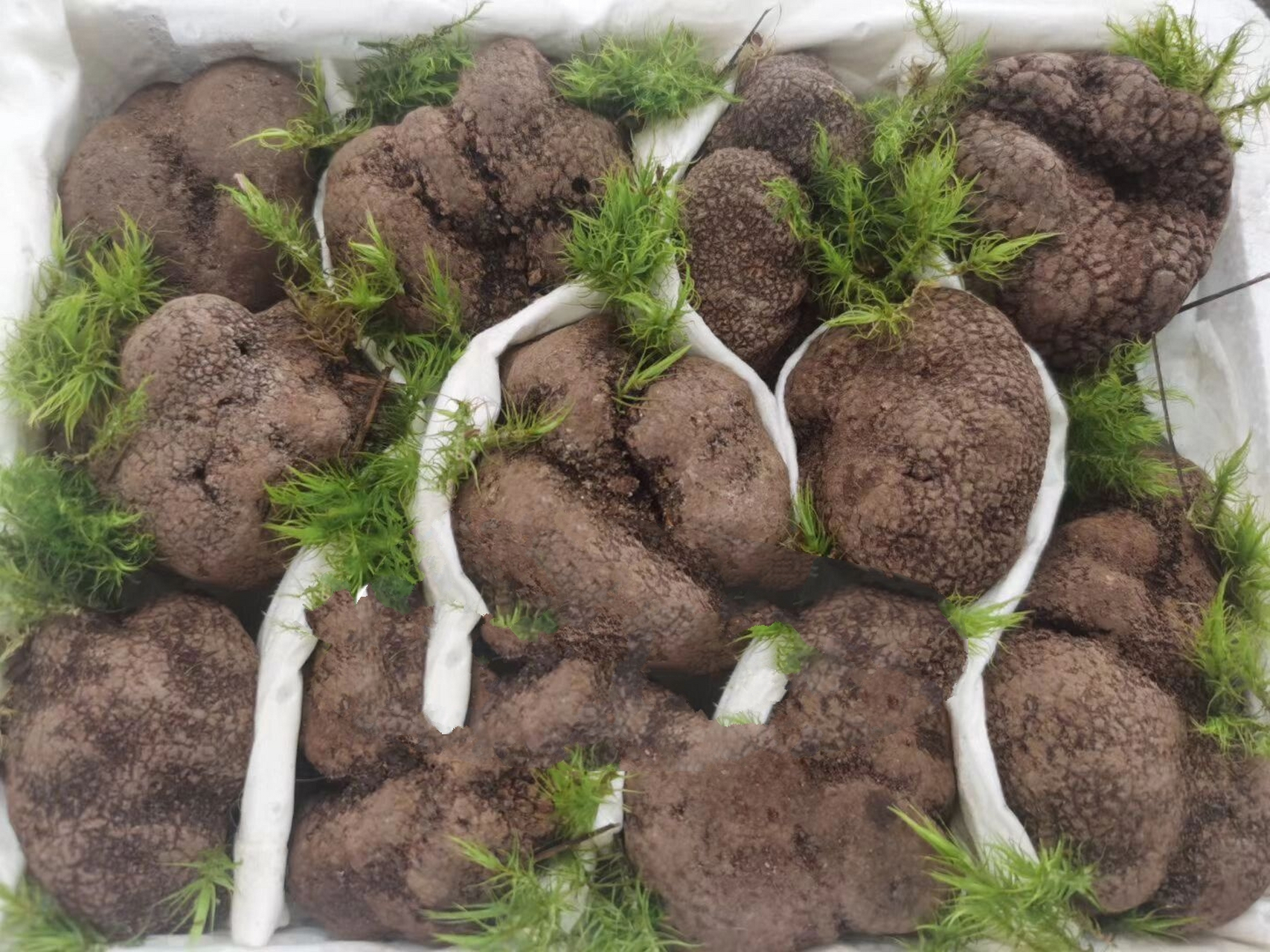 云南野生黑松露 新鲜黑松露