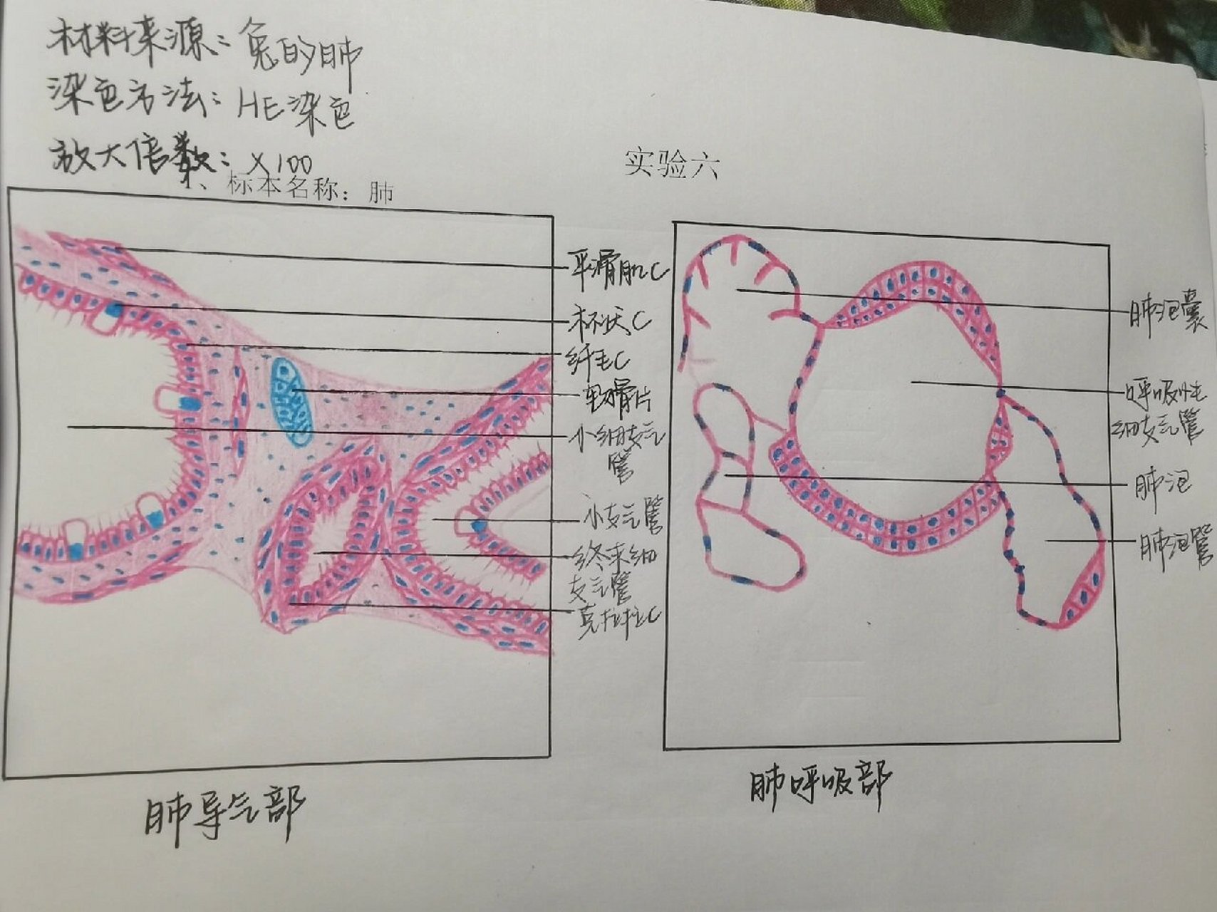 皮质迷路图片